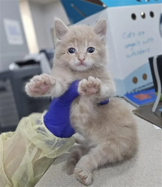A baby medium-sized male Domestic Short Hair cat named Fortune for adoption in Dallas, TX