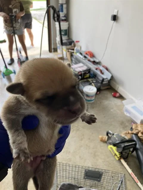 A baby medium-sized male Mixed Breed dog named Benson for adoption in Dallas, TX
