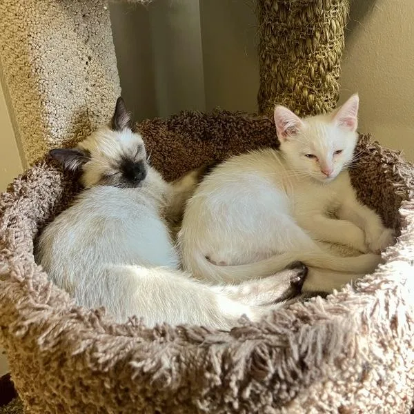 A baby small-sized male Domestic Short Hair cat named Cricket for adoption in Des Moines, IA