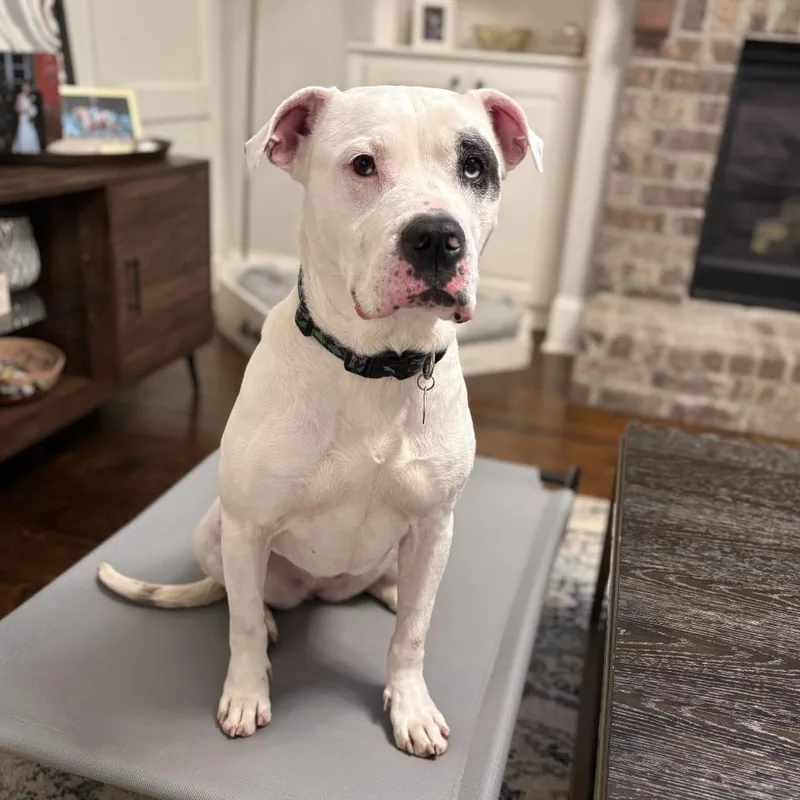 An adult large-sized female American Bulldog dog named Mila Luna for adoption in Roswell, GA