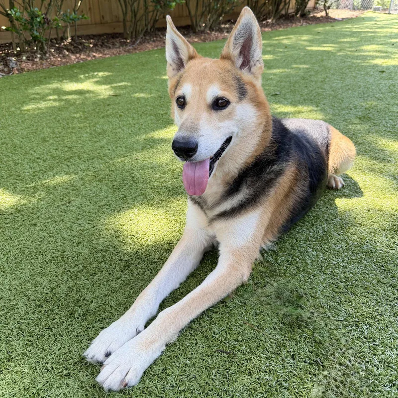 An adult large-sized male German Shepherd Dog dog named Max for adoption in Hilton Head Island, SC