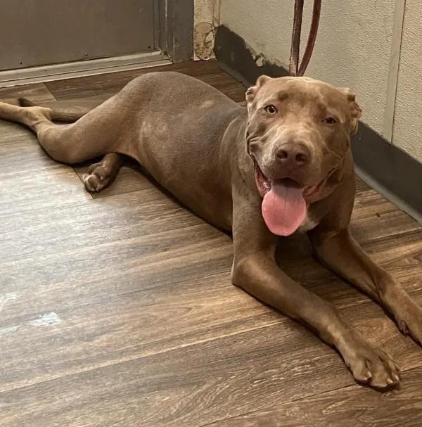 A young large-sized male Pit Bull Terrier dog named Juandisimo for adoption in San Diego, CA