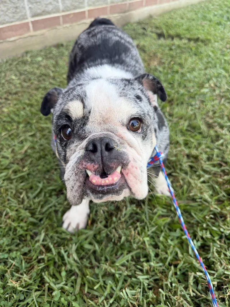 An adult medium-sized female English Bulldog dog named Nebula for adoption in metairie, LA