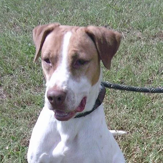 A senior medium-sized male White / Cream Mixed Breed dog named Chandler for adoption in Buffalo, MN