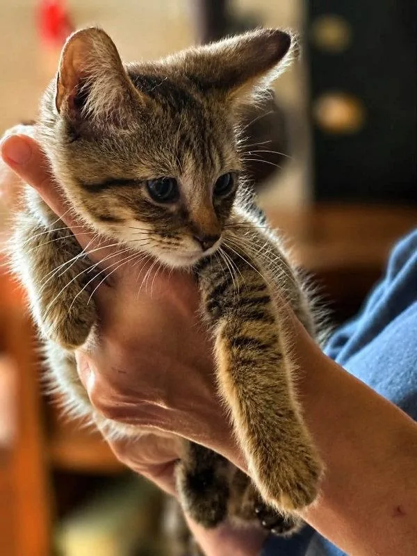 A young medium-sized male Tabby cat named Copper for adoption in Knoxville, TN