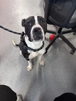 An adult medium-sized male Mixed Breed dog named Ruckus for adoption in West Chester, PA