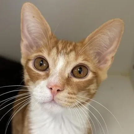A baby small-sized male Orange / Red Domestic Short Hair cat named Waylon for adoption in Tempe, AZ