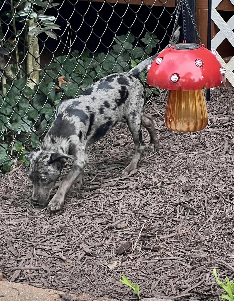 A baby large-sized female Catahoula Leopard Dog dog named Louise for adoption in Lakemont, GA