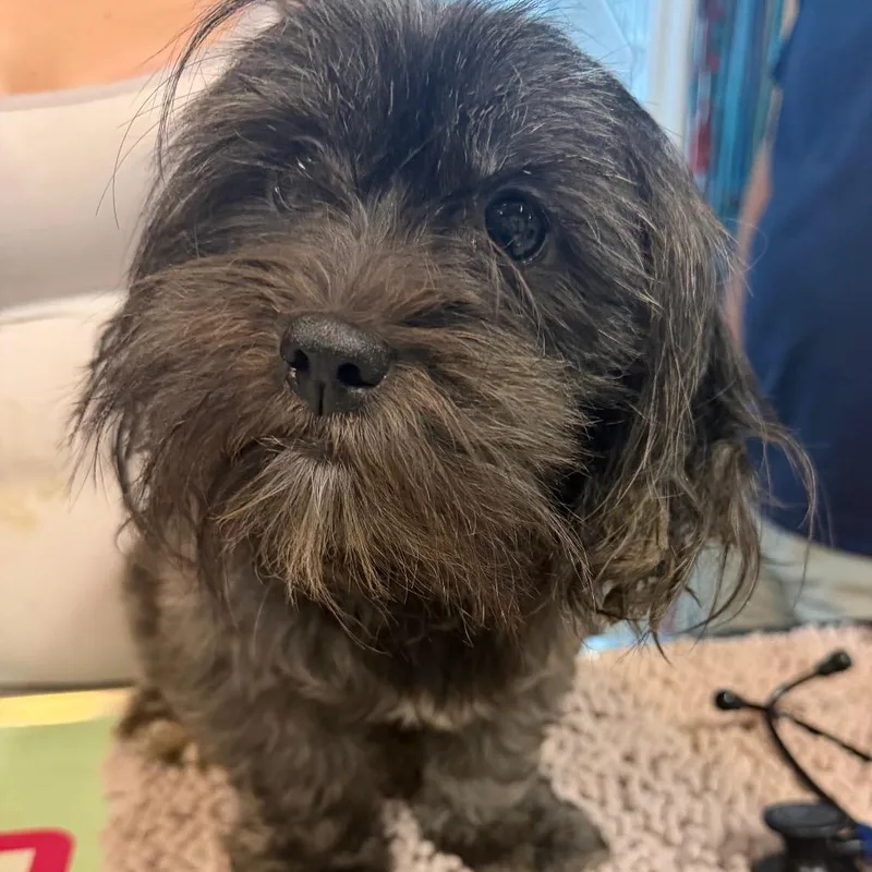 An adult small-sized female Brown / Chocolate Mixed Breed dog named Quarter Pounder for adoption in West Chester, PA