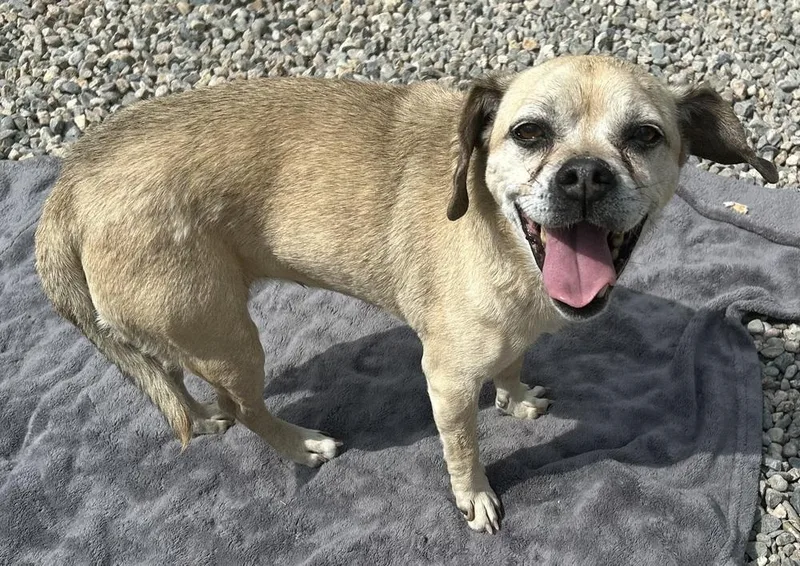 Polly the Puggle