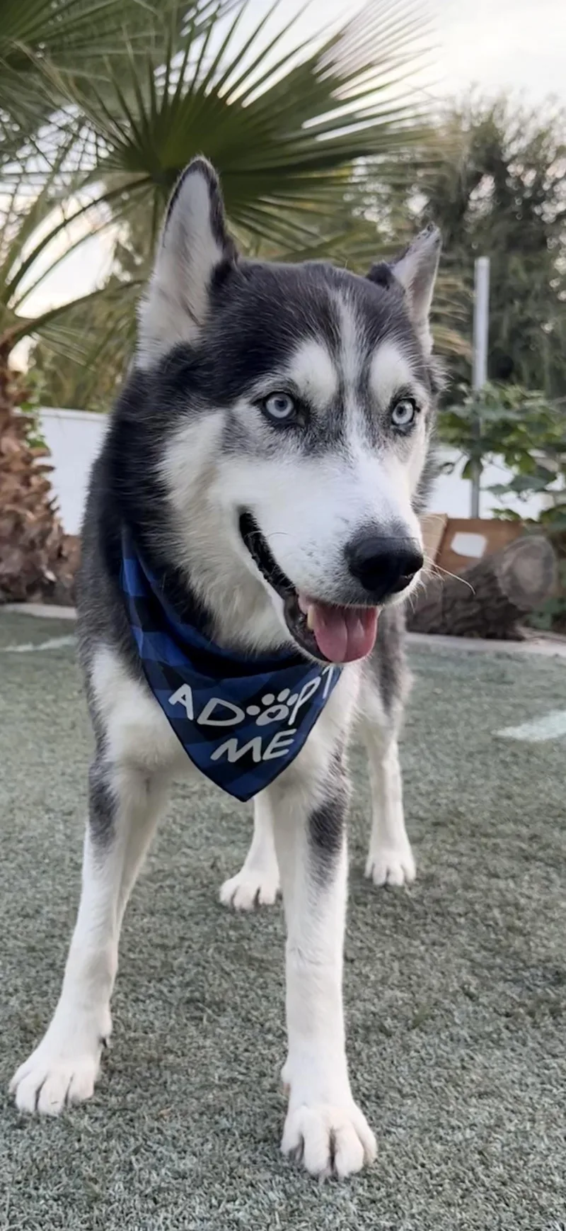 A young large-sized male Gray / Blue / Silver Siberian Husky dog named Miko for adoption in Thousand Oaks, CA