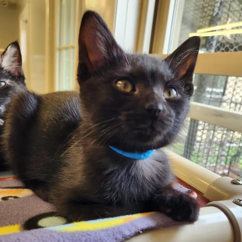 A baby small-sized male Black Domestic Short Hair cat named Butch for adoption in Delaware, OH