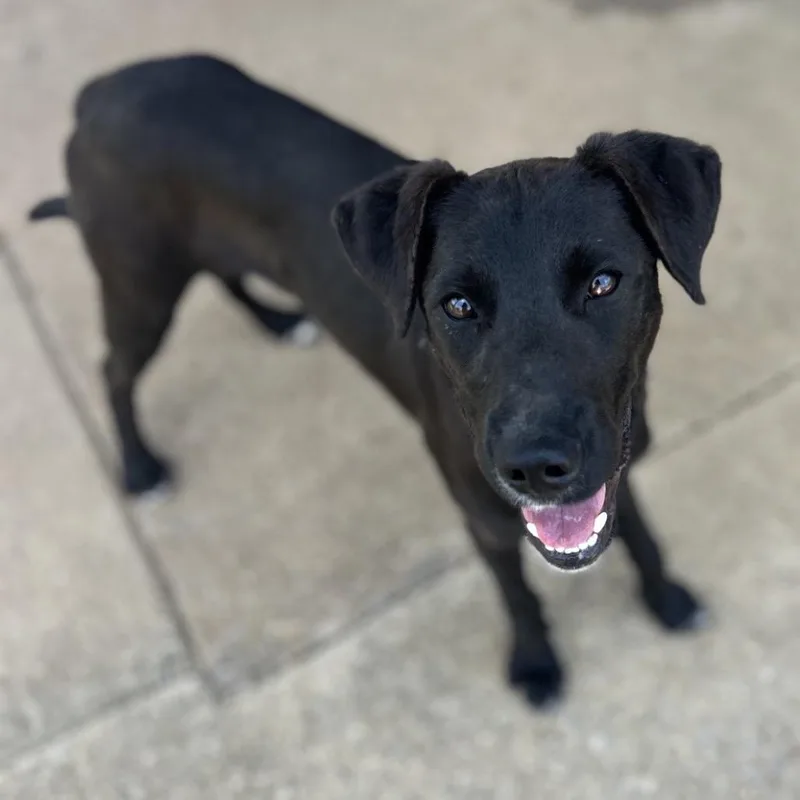 A young medium-sized male Black Mixed Breed dog named Koda for adoption in Brownsboro, AL
