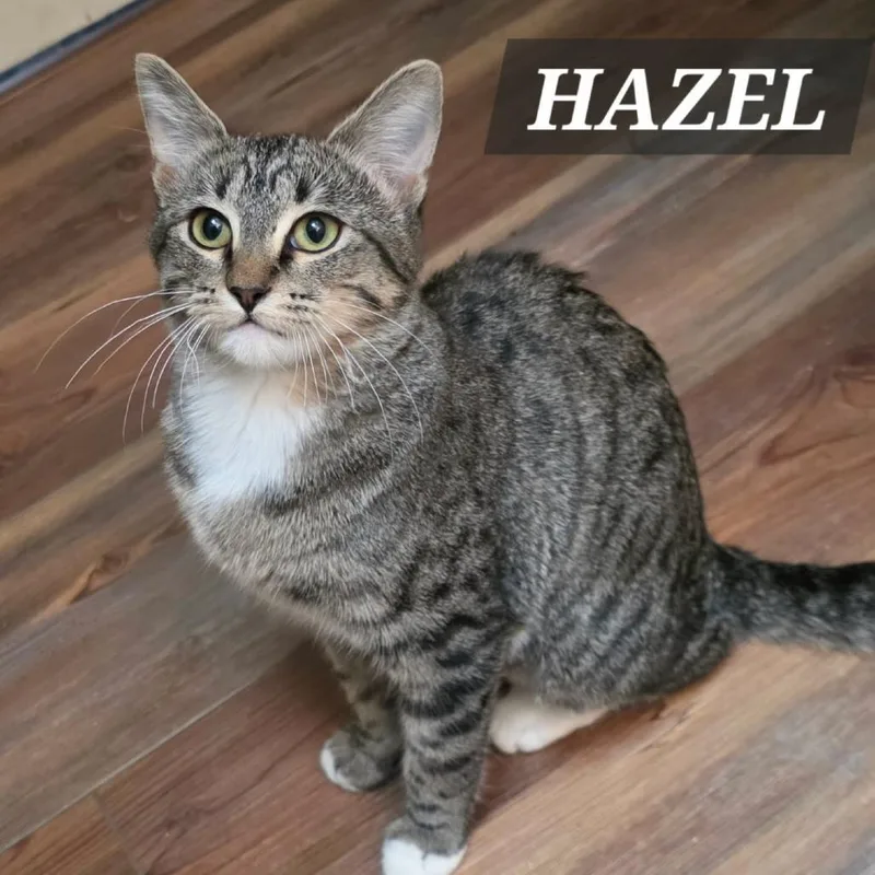 A baby small-sized female Brown / Chocolate Domestic Short Hair cat named Hazel for adoption in Meridian, ID