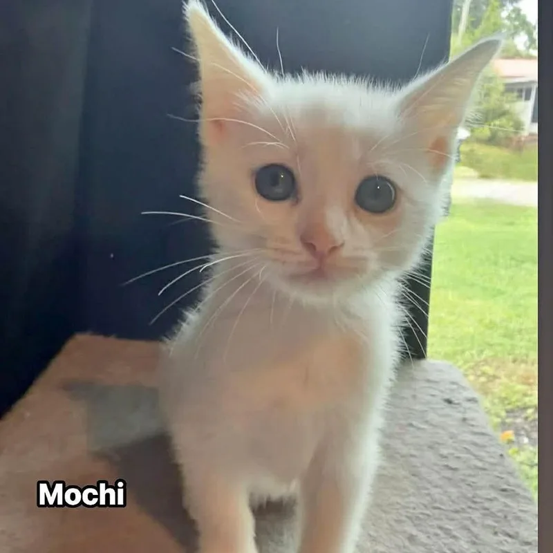 A baby small-sized male White Domestic Short Hair cat named Mochi for adoption in North Port, FL