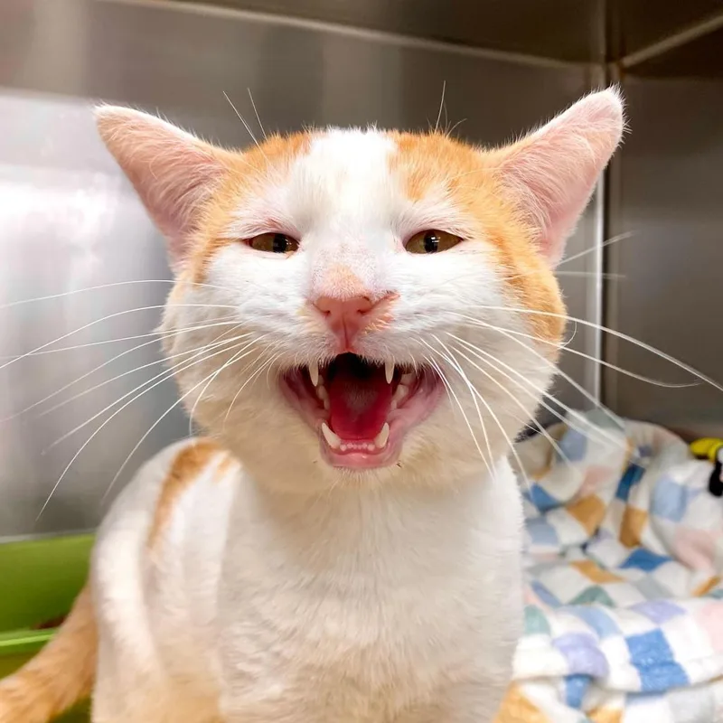 An adult extra large-sized male Orange / Red Domestic Short Hair cat named Potato for adoption in Medford, OR