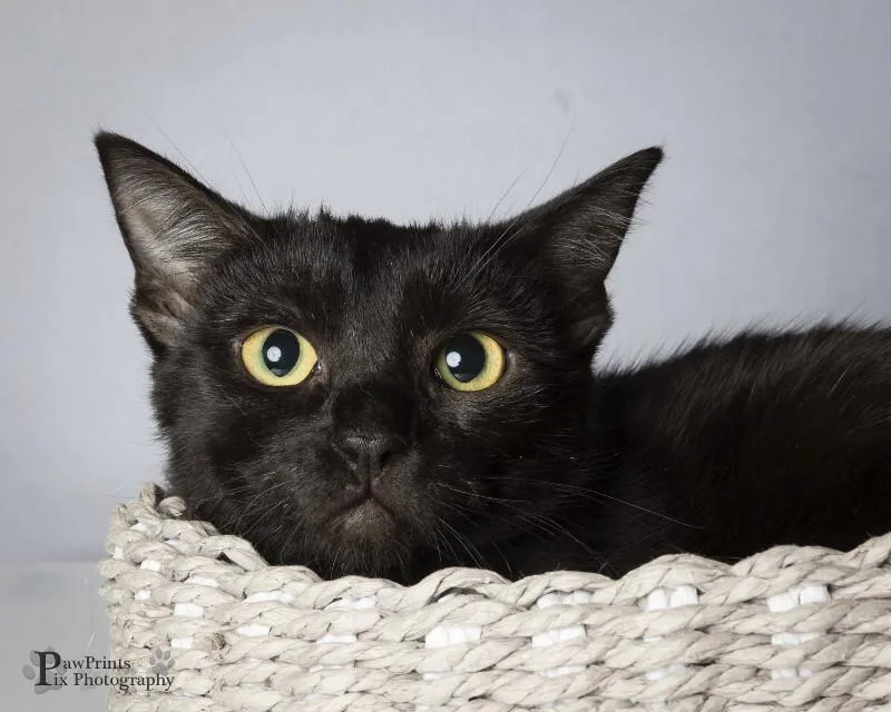 An adult medium-sized female Black Domestic Short Hair cat named Kamari for adoption in Maryville, TN