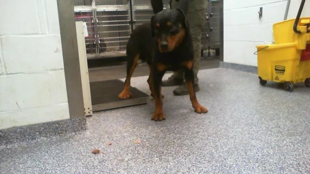 An adult large-sized male Rottweiler dog named Wayne for adoption in Charlotte, NC