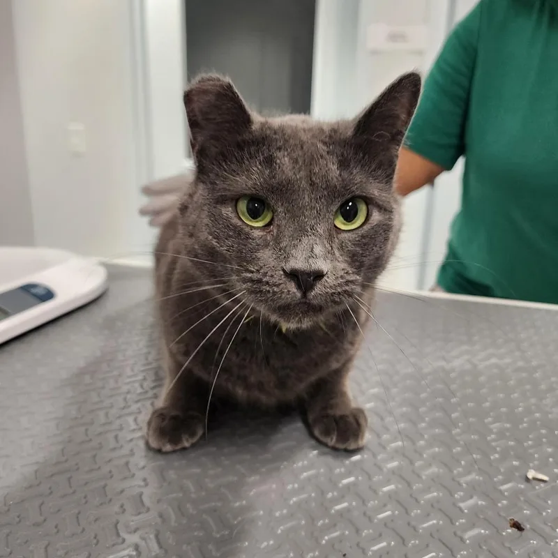 An adult medium-sized female Gray / Blue / Silver Domestic Short Hair cat named Princess for adoption in Middletown, NY