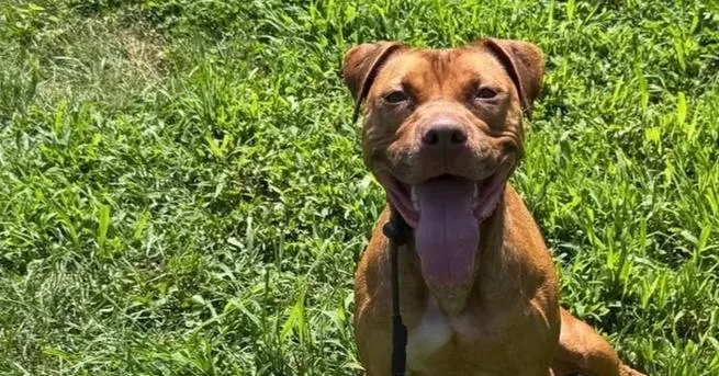 A young medium-sized female Brown / Chocolate Pit Bull Terrier dog named Peanut Butter for adoption in Waterbury, CT