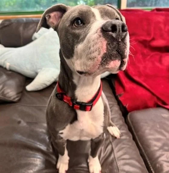 A young medium-sized female Pit Bull Terrier dog named Almond for adoption in Anchorage, AK