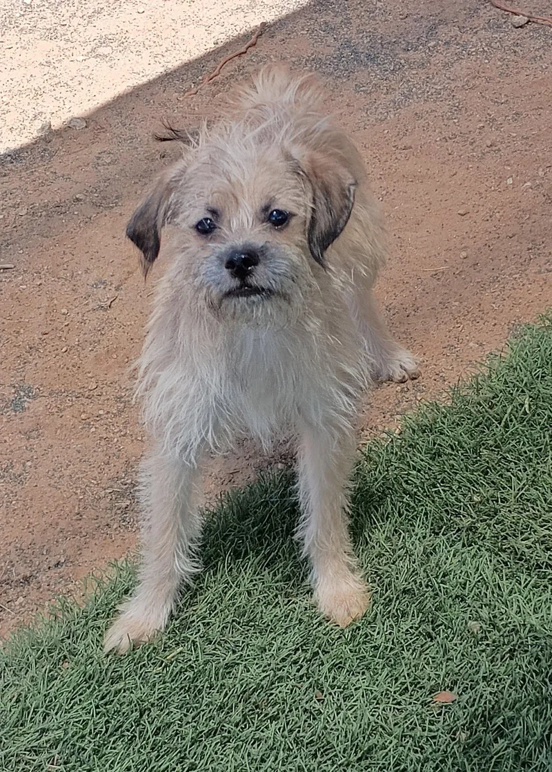 A young small-sized male Terrier dog named Pal for adoption in Apple Valley, CA