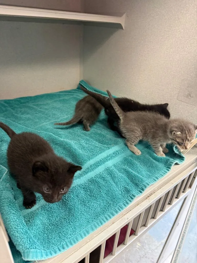 A baby small-sized female Domestic Short Hair cat named hl Lore for adoption in Greencastle, IN