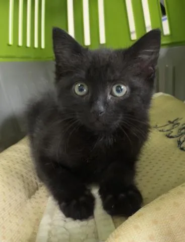 A baby small-sized female Domestic Short Hair cat named Lani for adoption in Riverside, CA
