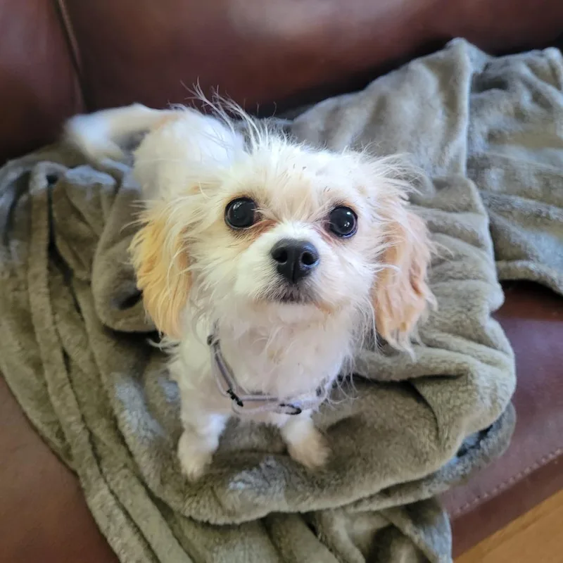 Lily thumbnail 3