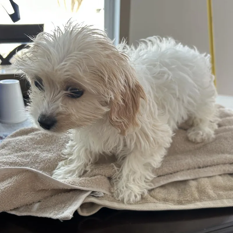 Lily thumbnail 6