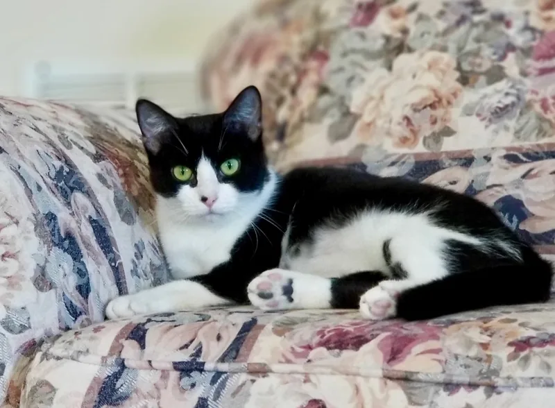 Harmonica thumbnail 2