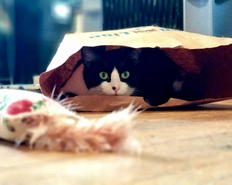 Harmonica thumbnail 3