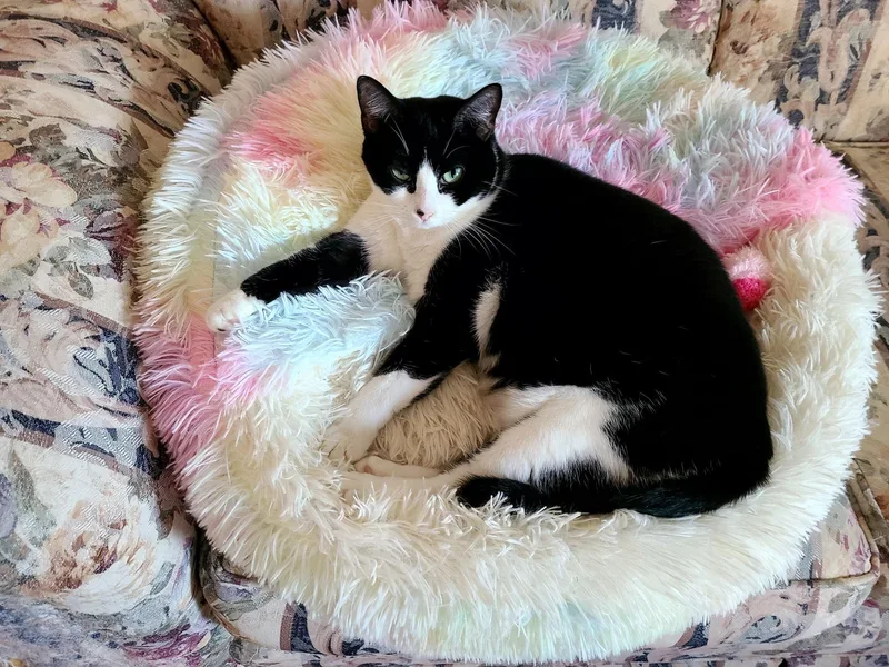 Harmonica thumbnail 4