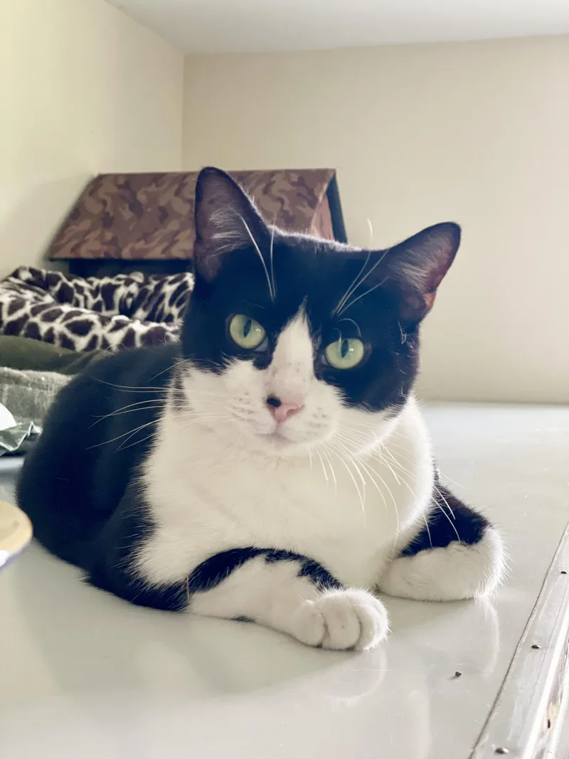 Harmonica thumbnail 5