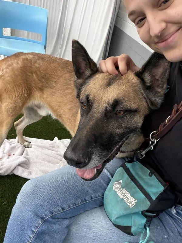 An adult extra large-sized male Anatolian Shepherd dog named Orion for adoption in San Diego, CA