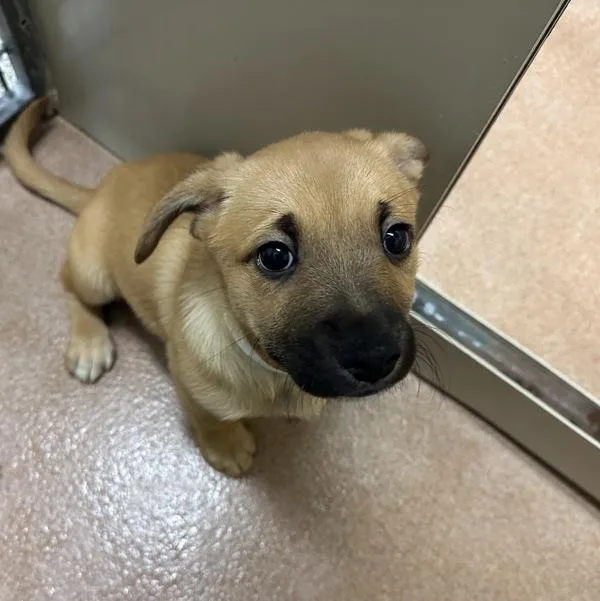 A baby medium-sized female Shepherd dog named Diana Ross for adoption in Walnut Creek, CA