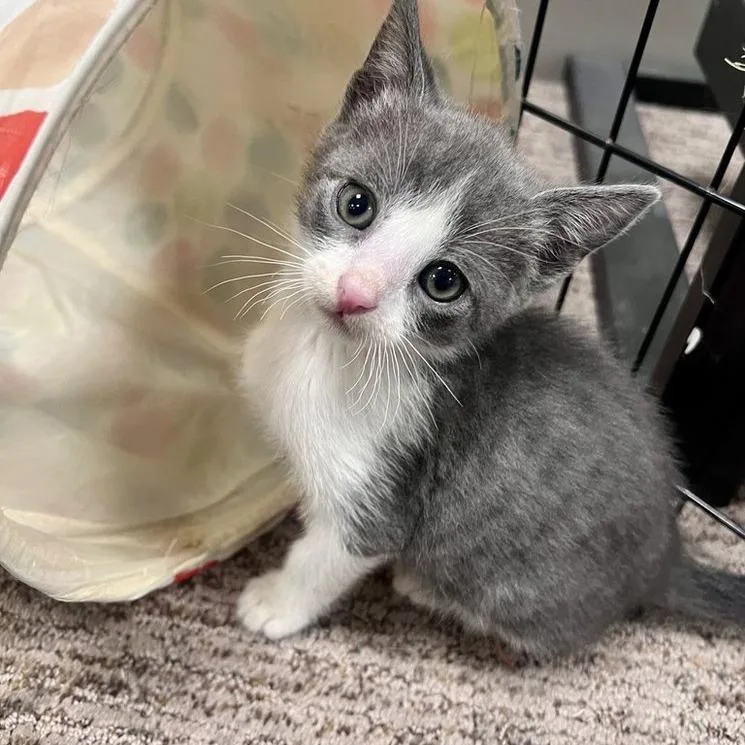 A young small-sized male Domestic Short Hair cat named Svan for adoption in Woodstock, GA