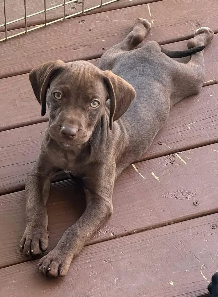 A baby medium-sized male Boykin Spaniel dog named Krush for adoption in Berlin, NJ