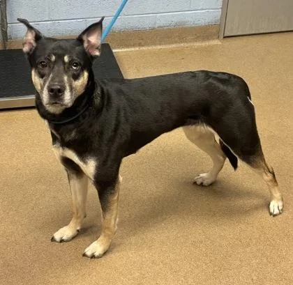 An adult large-sized female Mixed Breed dog named Zinnia for adoption in Chamblee, GA