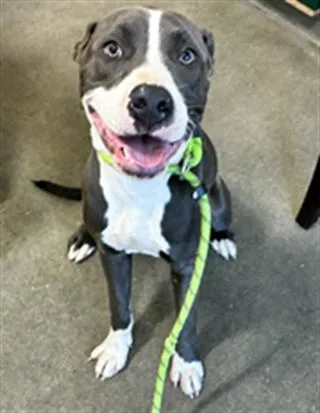 A young medium-sized female Pit Bull Terrier dog named Garnet for adoption in Upper Marlboro, MD