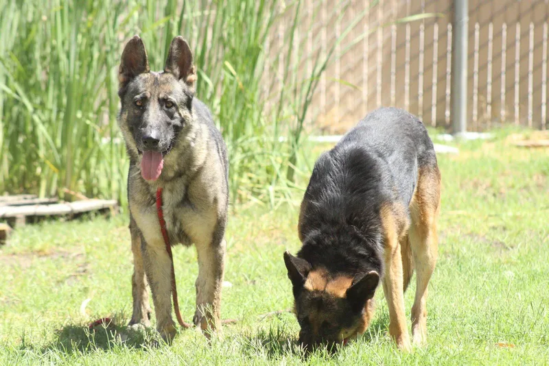 A senior large-sized female German Shepherd Dog dog named Brownie for adoption in El Centro, CA