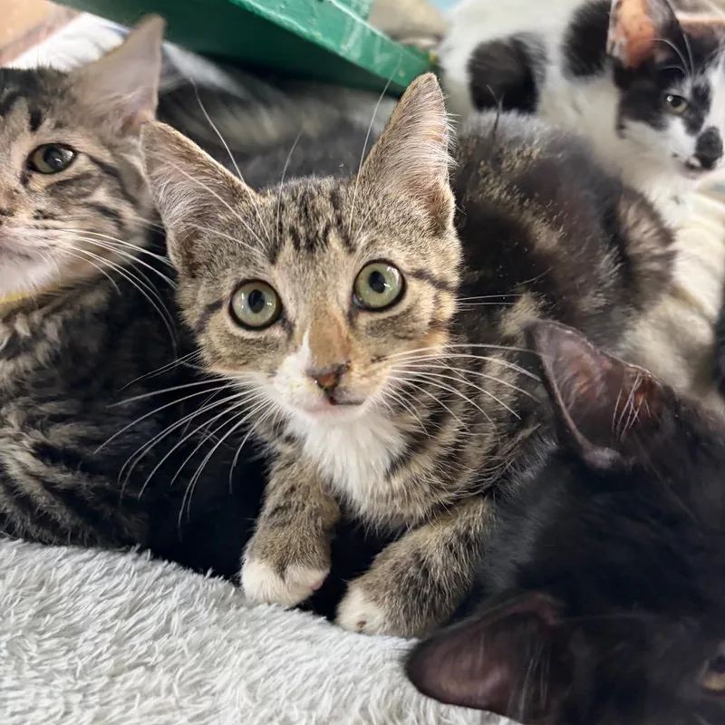 A baby small-sized male Brown / Chocolate Domestic Short Hair cat named George for adoption in West Point, MS