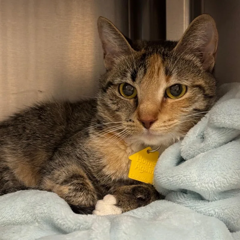 An adult medium-sized female Brown / Chocolate Domestic Short Hair cat named Rain for adoption in Springfield, MA