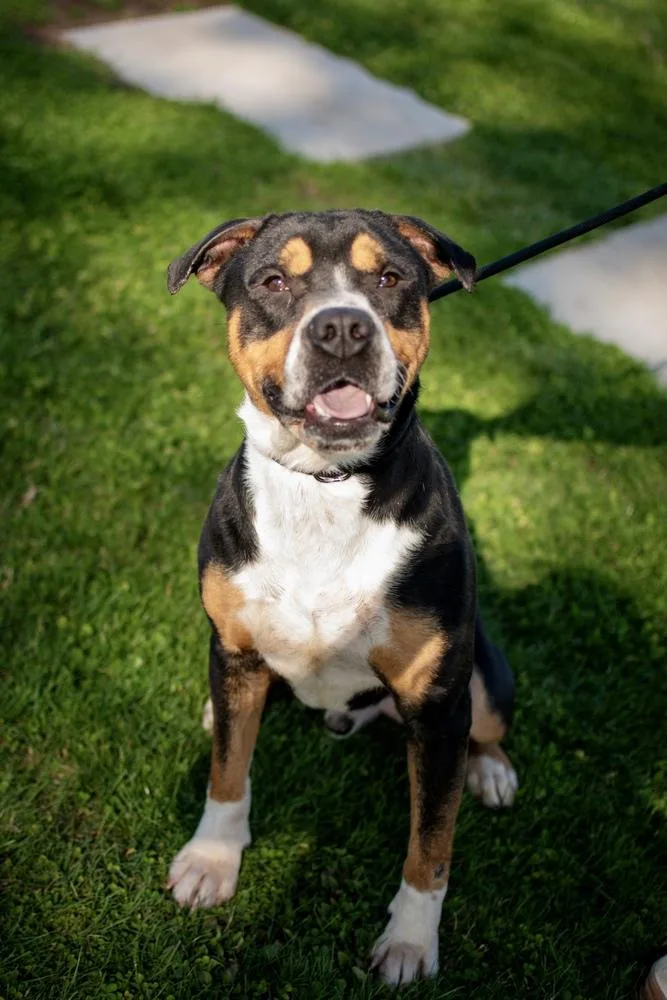 An adult large-sized male Tricolor (Brown, Black, & White) Boxer dog named Larry for adoption in Frankfort, NY