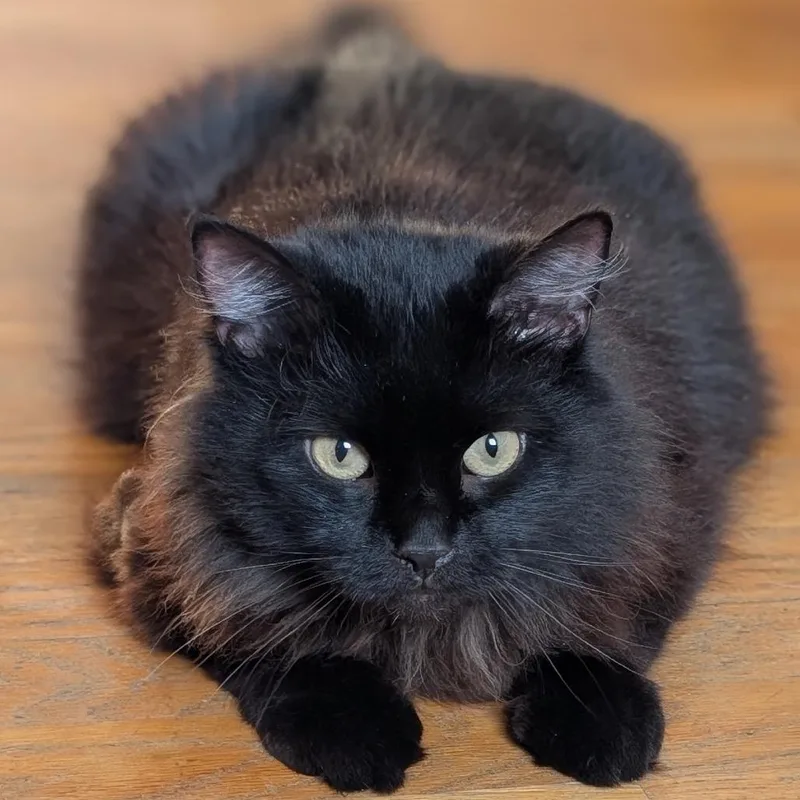 Boris