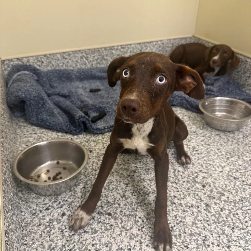 A baby medium-sized female Brown / Chocolate Pit Bull Terrier dog named Wanda for adoption in Madisonville, TN