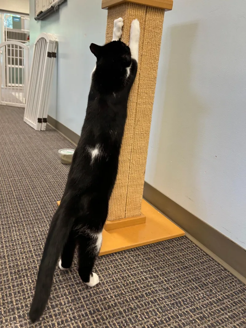 A young medium-sized female Black & White / Tuxedo Domestic Short Hair cat named Chai for adoption in Stamford, CT