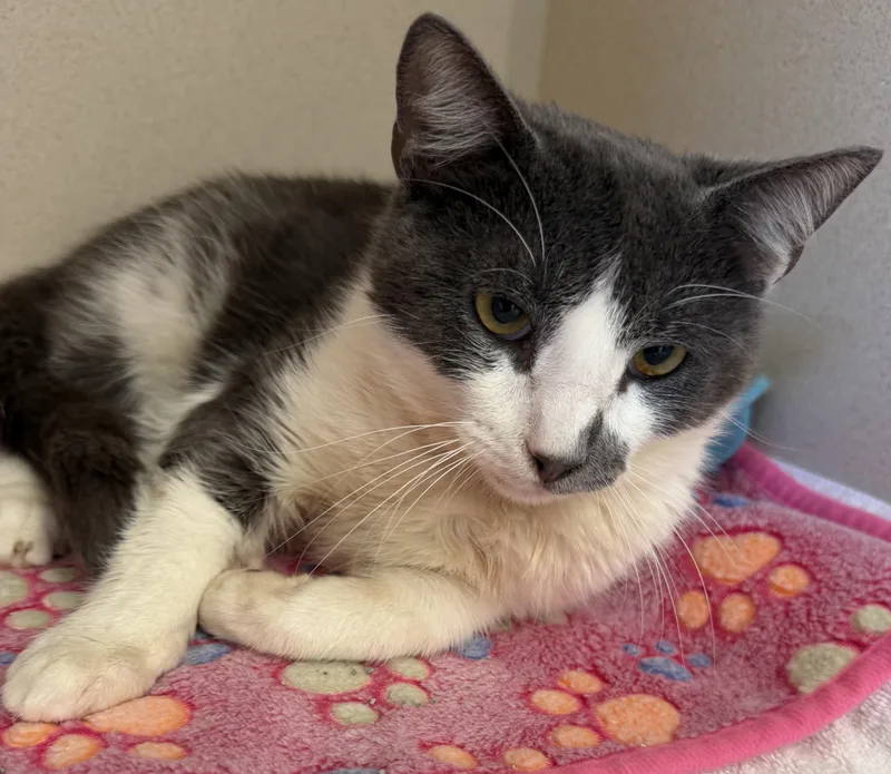 A young small-sized male Black & White / Tuxedo Domestic Short Hair cat named Pepe Le Pew And for adoption in Salem, NH