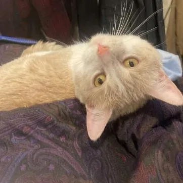A young medium-sized male White Domestic Short Hair cat named Steve for adoption in Chicago, IL