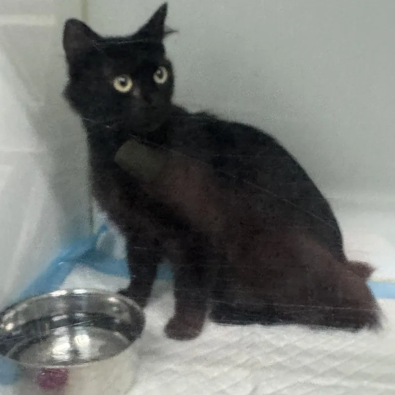 A young medium-sized female Black Domestic Medium Hair cat named Morticia for adoption in Columbus, GA